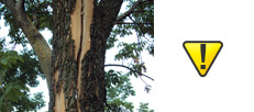 Tree Splitting Tree Replacement Toronto