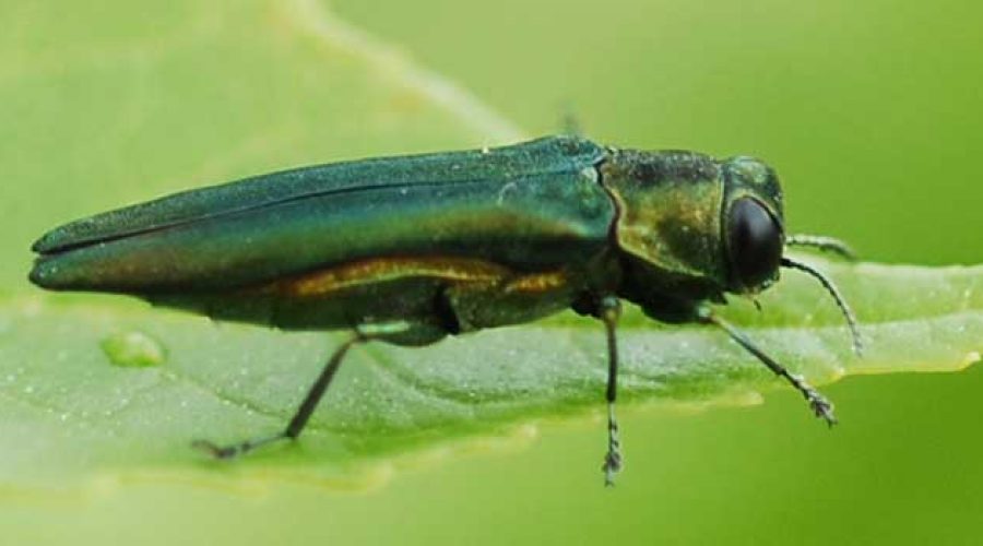 the toronto emerald ash borer crisis ontree emerald ash borer