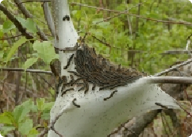 Tree Service Toronto