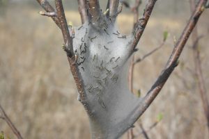 Info Bulletin: Eastern Tent Caterpillar