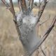 Info Bulletin: Eastern Tent Caterpillar