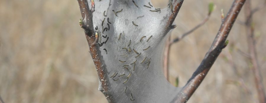 Info Bulletin: Eastern Tent Caterpillar