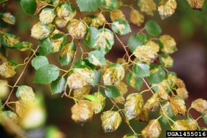 Birch leafminer treatment now available in Ontario