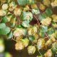Using pesticides on trees