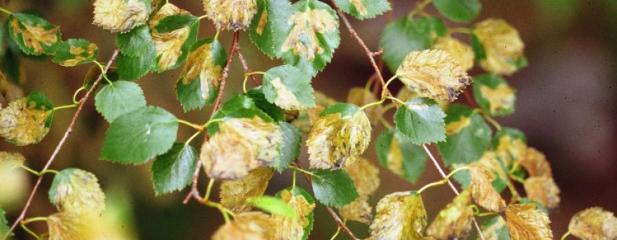 Birch leafminer treatment now available in Ontario