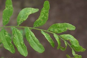 Info Bulletin: Honey Locust Plant Bug