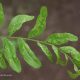 Info Bulletin: Honey Locust Plant Bug