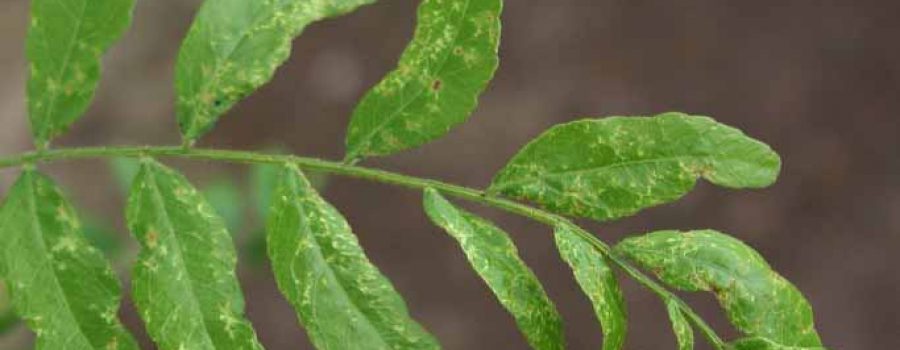 Info Bulletin: Honey Locust Plant Bug