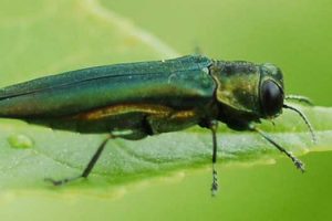 Info bulletin: emerald ash borer