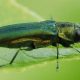 Info bulletin: emerald ash borer