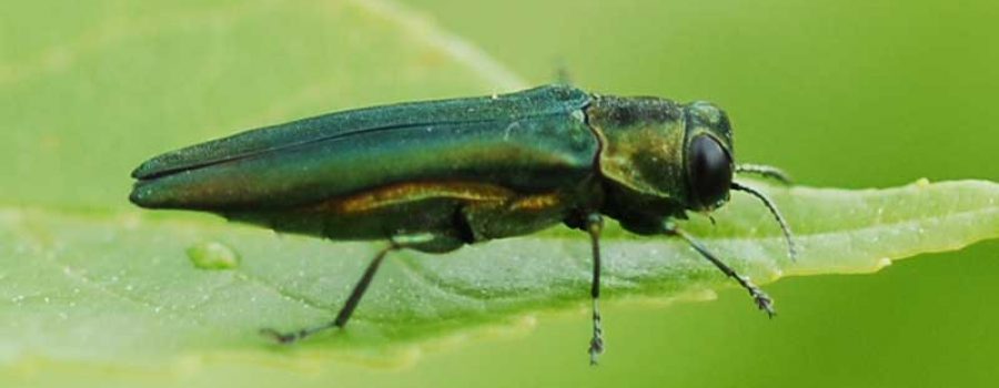 Info bulletin: emerald ash borer