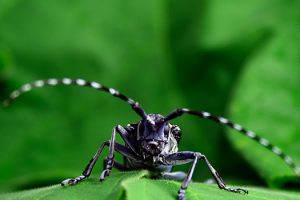 Asian long-horned beetle back in Canada