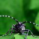 Asian long-horned beetle back in Canada