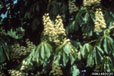 Horse Chestnut In Bloom