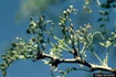 Honeylocust Plant Bug