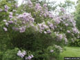 Lilac In Bloom