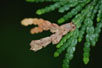 Cedar Leaf Miner