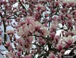 Magnolia In Bloom