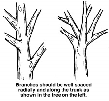 Tree Pruning