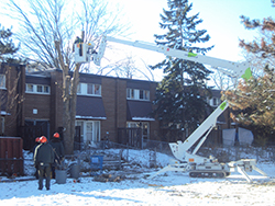 Ash Tree Removal Toronto