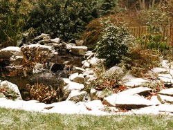 Trees And Shrubs Covered In Snow