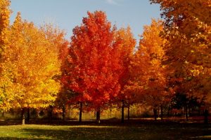 Sugar Maple Decline