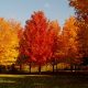 Sugar Maple Decline