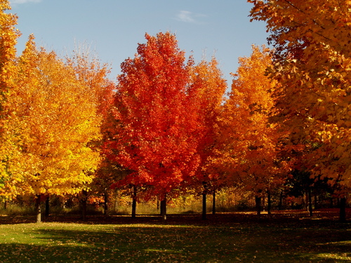 Sugar Maple Decline Ontree