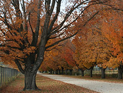 Large Trees During Fall Season