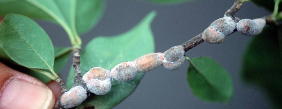 Magnolia Scale Neolecanium Cornuparvum