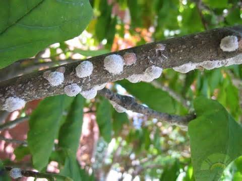 Magnolia Infected With Magnolia Scale