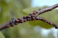 Magnolia Scale Symptoms and Treatment