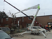 Tree Removal Service Using a Spider Lift