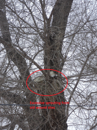 A tree with excessive sprouting from old wound sites