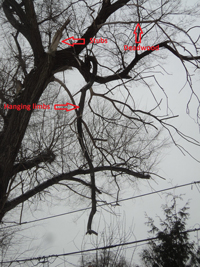 A tree with deadwood, hanging limbs and stubs