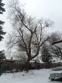 A tree in winter in a backyard