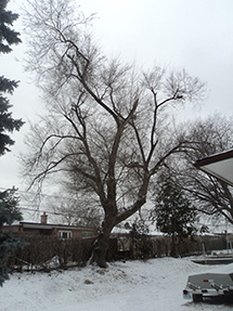 A tree in winter in a backyard