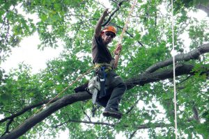 Certified Arborist on a Tree for Inspection