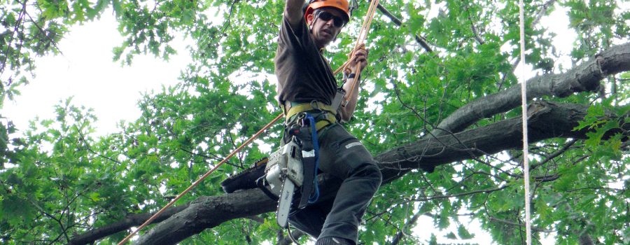 Certified Arborist on a Tree for Inspection