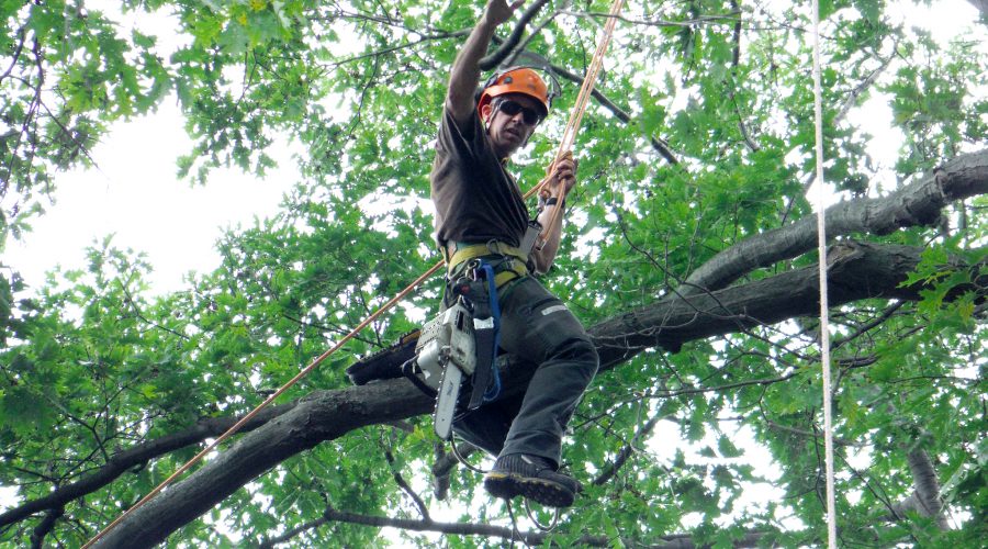 Certified Arborist on a Tree for Inspection