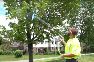 Watering trees