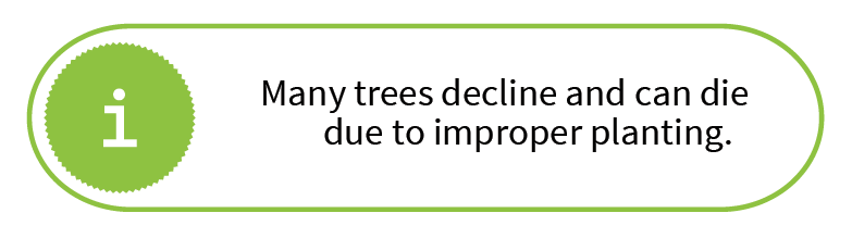 Many trees decline and can die due to improper planting.