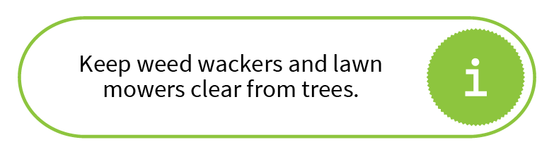 Keep weed wackers and lawn mowers clear from trees.