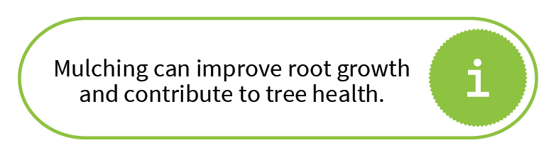 Mulching can improve root growth and contribute to tree health.