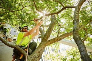 Checking for tree defects