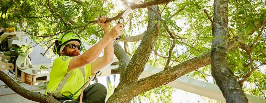 Checking for tree defects