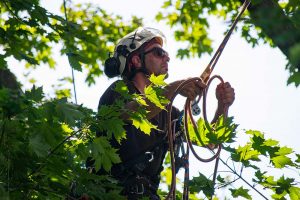 Pruning young trees and structural pruning