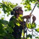 Pruning young trees and structural pruning