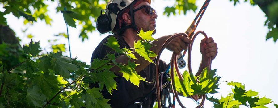 Pruning young trees and structural pruning