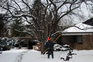 Preparing your trees for winter